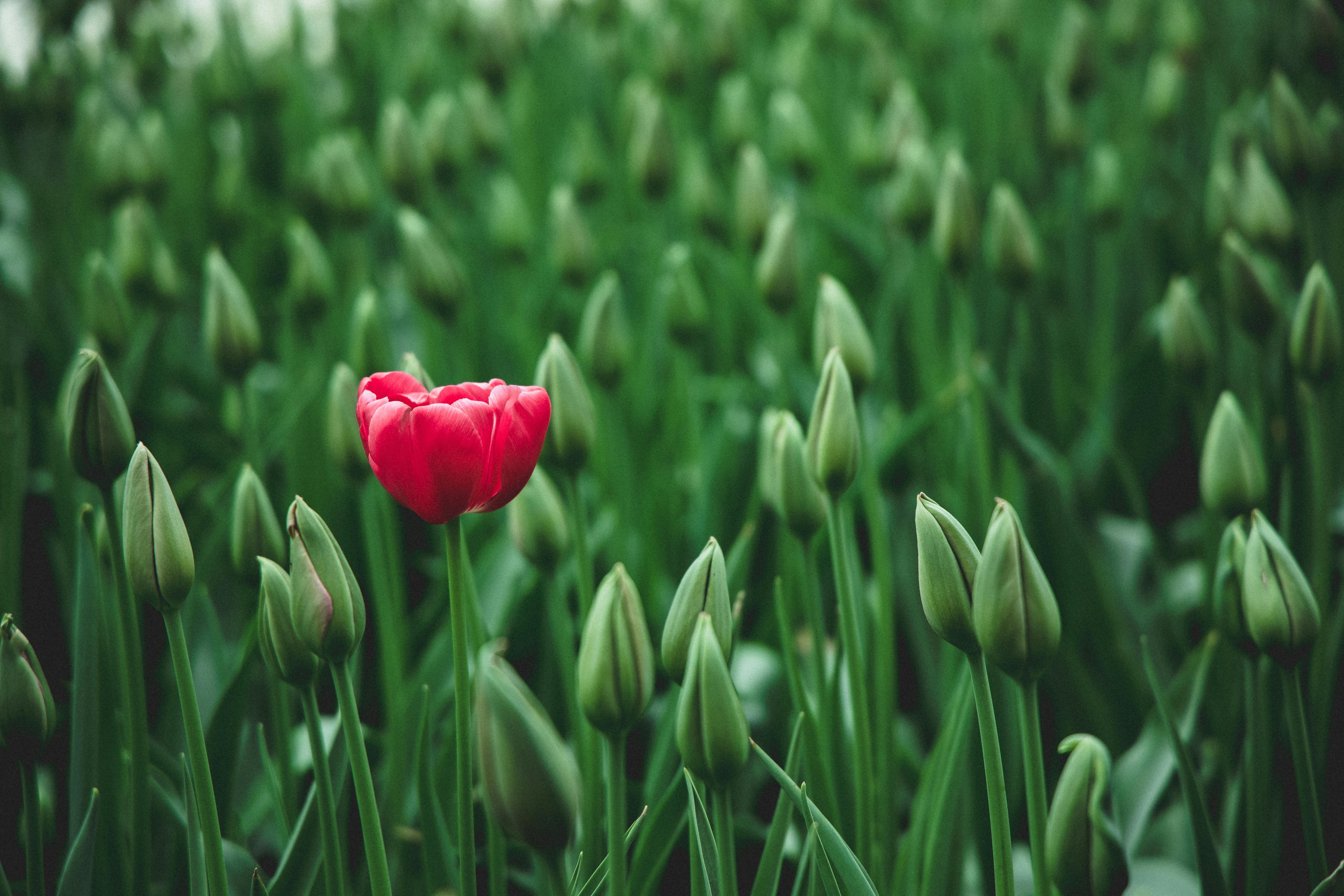 Tulipán rojo en primer plano